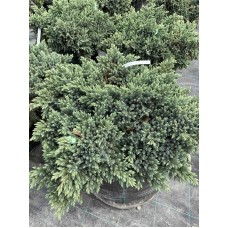 Ялівець лускатий Блу стар 0,6 м